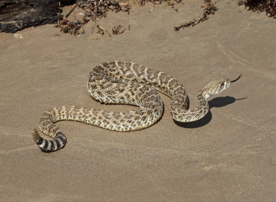 Western Diamondback Rattlesnake 