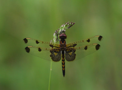 Calico Pennant Dragonfly