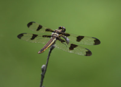 Twelve Spotted Skimmer Dragonfly