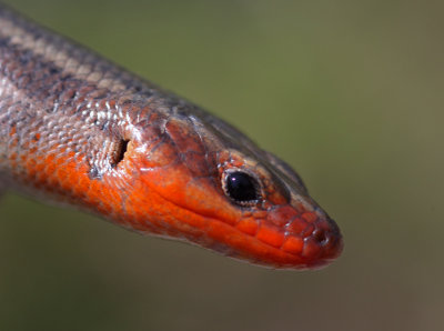 Five Lined Skink (Male)