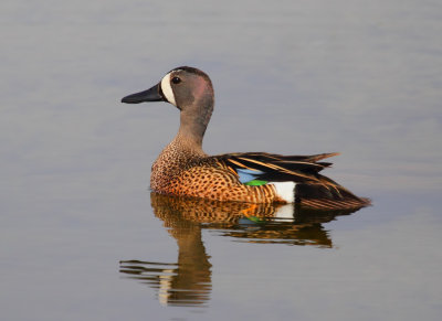 Blue-winged Teal