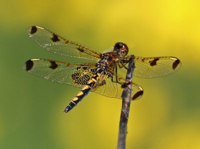 Calico Pennant Dragonfly