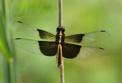 Female Widow Skimmer Dragonfly