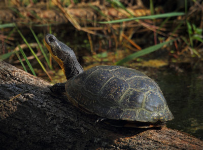 Blandings Turtle