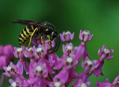 Yellow Jacket