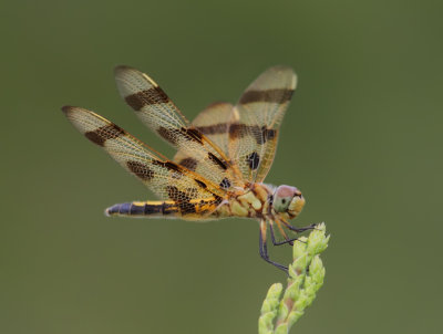 Halloween Pennant Dragonfly (Celithemis eponina)