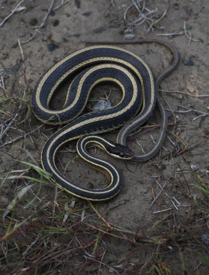 Eastern Ribbon Snake