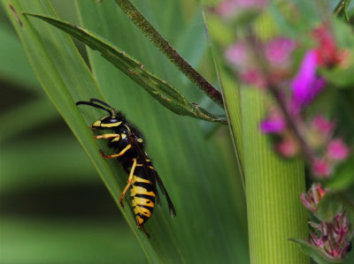 Yellow Jacket