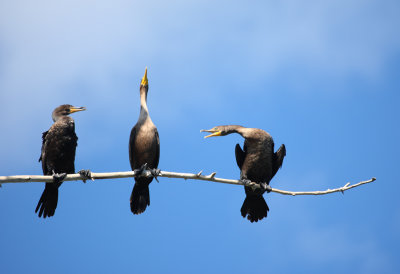 Double Breasted Cormorants