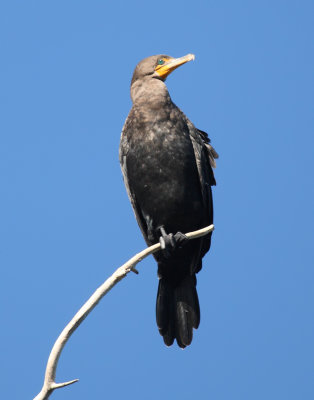 Double Breasted Cormorant