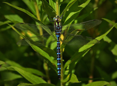 Lance-tipped darner (aeshna constricta)