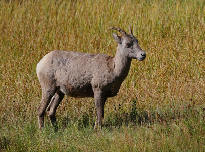 Rocky Mountain Bighorn Sheep