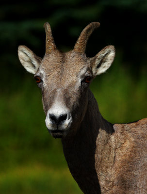 Rocky Mountain Bighorn Sheep