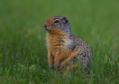 Columbian Ground Squirrel