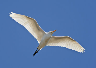 Cattle Egret in flight