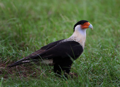 Crested Caracara