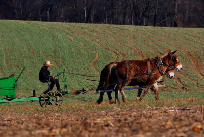 Amish boy working in the fields