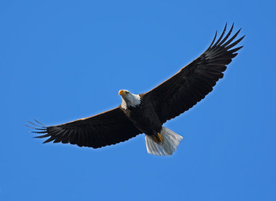 Bald Eagle