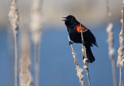 Red-winged Blackbird