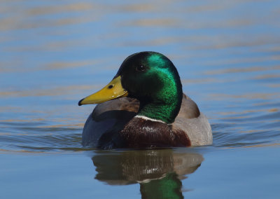 Mallard Duck