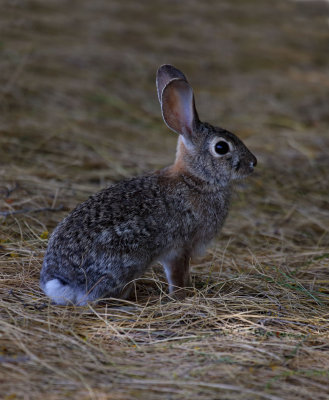 Cottontail Rabbit