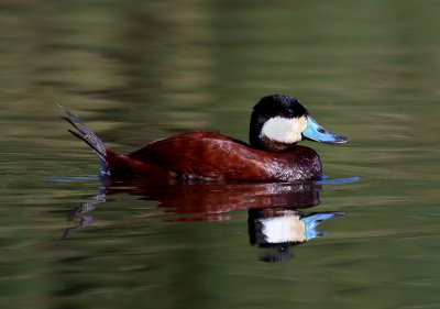 Ruddy Duck