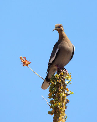 Mourning Dove