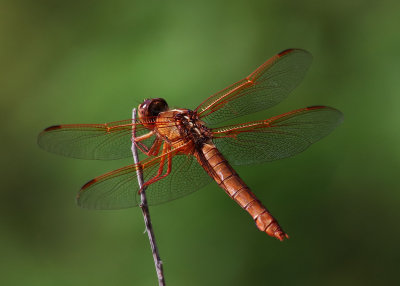 Flame Skimmer Dragonfly