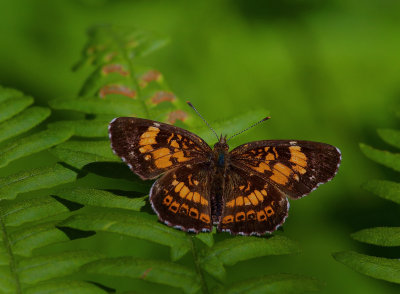 Silvery Checkerspot Butterfly