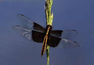 Female Widow Skimmer