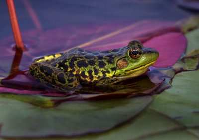 Mink Frog