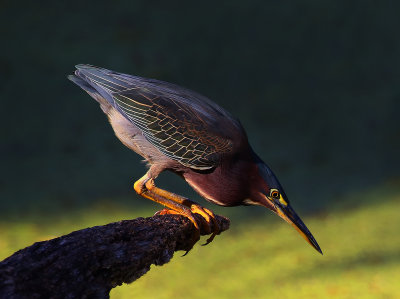 Green Heron hunting