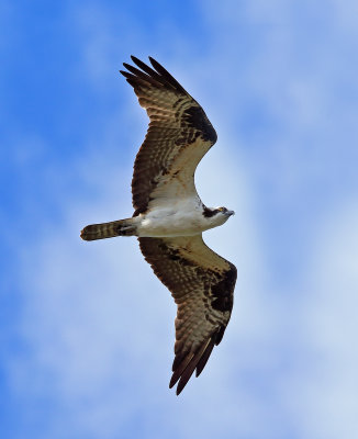 Osprey