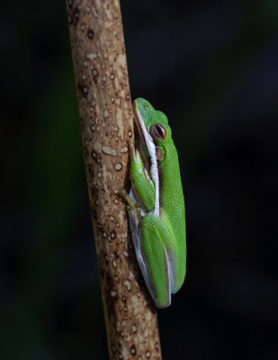 Florida Green Tree Frog