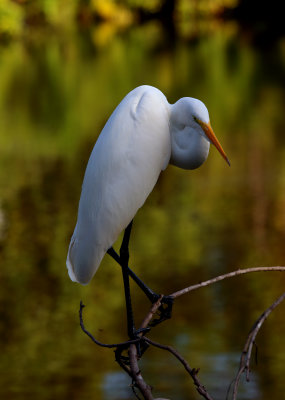 Florida Wetland and Coastal Birds