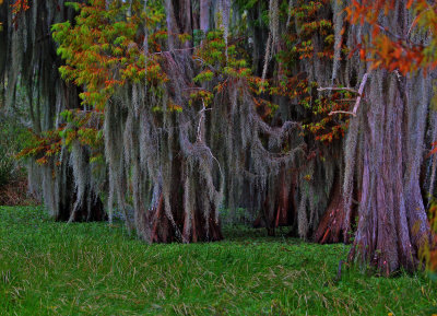 Cypress Trees on Lake Hancock
