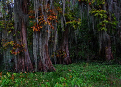 Cypress Trees on Lake Hancock