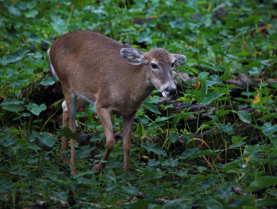 Fallow Deer