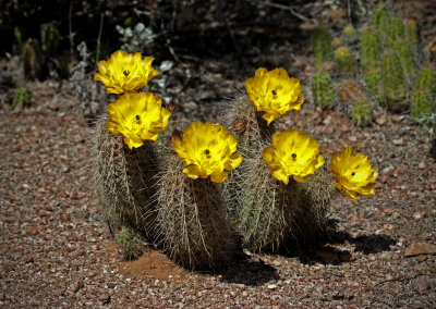 Yellow Torch Cactus