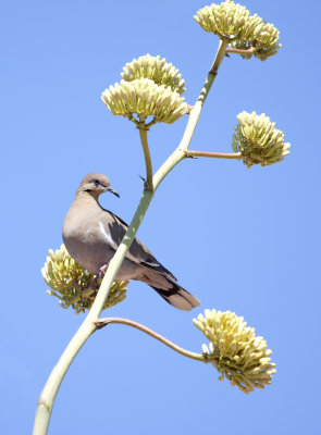 White-winged Dove