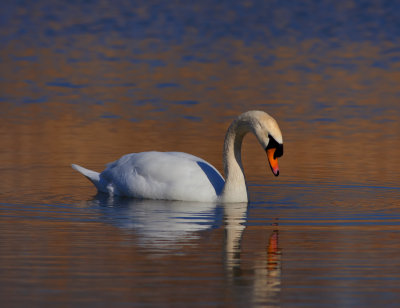 Mute Swan