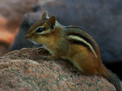 Chipmunk