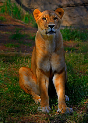 Female Lion