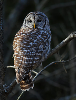 Barred Owl