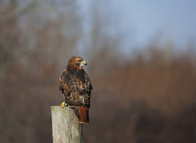 Red-winged Hawk