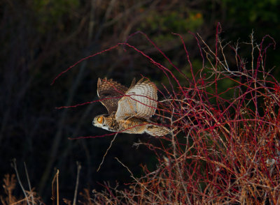 Great Horned Owl in flight