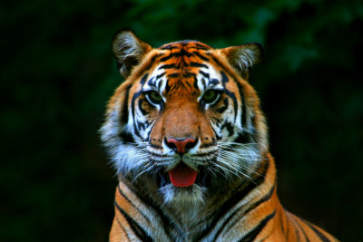 Sumatran Tiger