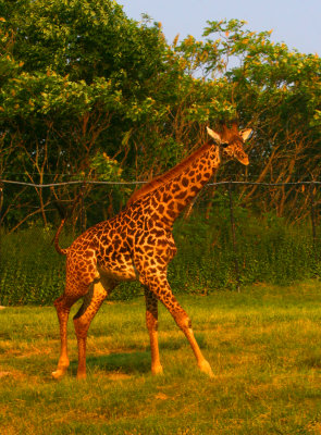 Giraffe