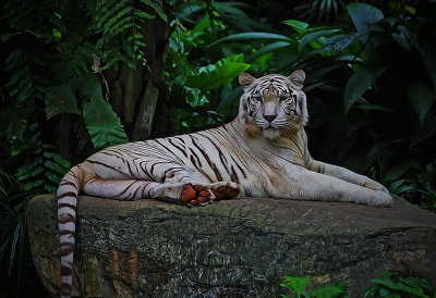 Zoo Animals & Birds