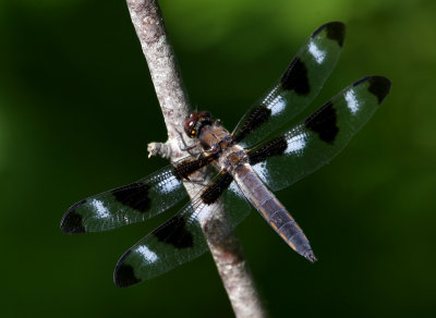 Dragonflies and Damselflies